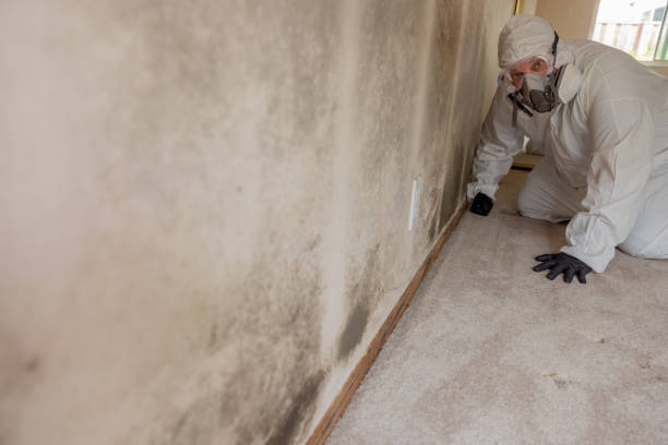 Best Dehumidification Services  in Verona, MS